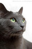 Russian Blue cat