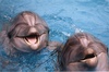 Поплавать с дельфинами!