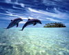Поплавать в океане с дельфинами