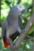 The Grey Parrot