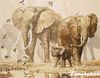 Набор для вышивания Anchor 01197 African Elefants and Namaqua Doves