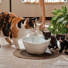 Поилка-фонтан для коти