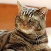 котик