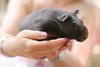 Skinny pig