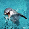 Поплавать с дельфином