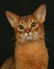 КоАбиссинская кошка