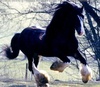 Shire horse
