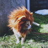 Cat hat Lion’s Mane