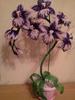Цветок орхидея из бисера: мастер-класс с видео схемой.  Mar 25, 2013 - Такая орхидея из бисера может стать прекрасным.
