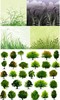 Мамин дистанционный курс по деревьям и травам