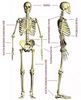 Скелет взрослого человека