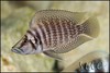 цихлида озера танганьика.  Altolamprologus calvus Congo Black Pearl (лучше взрослого,малька съедят)