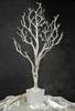 Potted White Wedding Tree 4ft