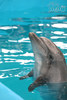 Посетить с семьёй дельфинарий