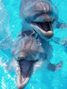 Плавать с дельфином