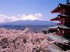 Путешествие в Японию на цветение сакуры