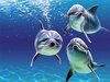 Я мечтаю поплаватьь с дельфинами