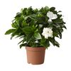 GARDENIA JASMINOIDES Растение в горшке, Гардения жасминовидная