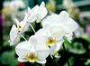 фаленопсис (орхидея)