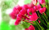 цветы  (любимые - тюльпаны. пионы, желтые розы)