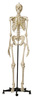 Макет скелета человека (в полный рост)