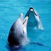 плавание с дельфинами