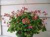 oxalis deppei iron cross