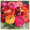 ranunculus purple, orange & pink