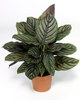 calathea ornata