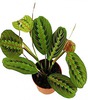 maranta tricolor