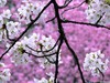 Побывать в Японии во время цветения сакуры