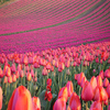 visit tulip fields