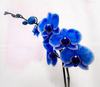 голубая орхидея