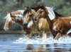 КОНИ В ВОДЕ