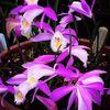 Необычную орхидею