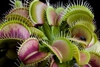 Венерина мухоловка (Dionaea muscipula)