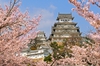 Поехать в Японию на цветение сакуры.