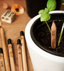 Растущие карандаши 'Herbs'