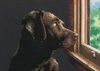 Pondering Pup