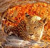 Затаившийся леопард