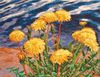 Одуванчики у воды