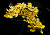 Оncidium