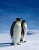 Обнять пингвина