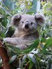 hold on my hands live koala