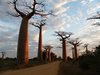 Посетить аллею баобабов на Мадагаскаре