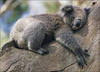 пообниматься с коалой