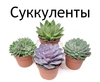 Суккуленты