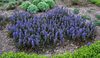 Живучка ползучая (Ajuga reptans)
