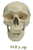 анатомическая модель черепа