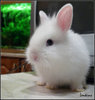 белый карликовый кролик